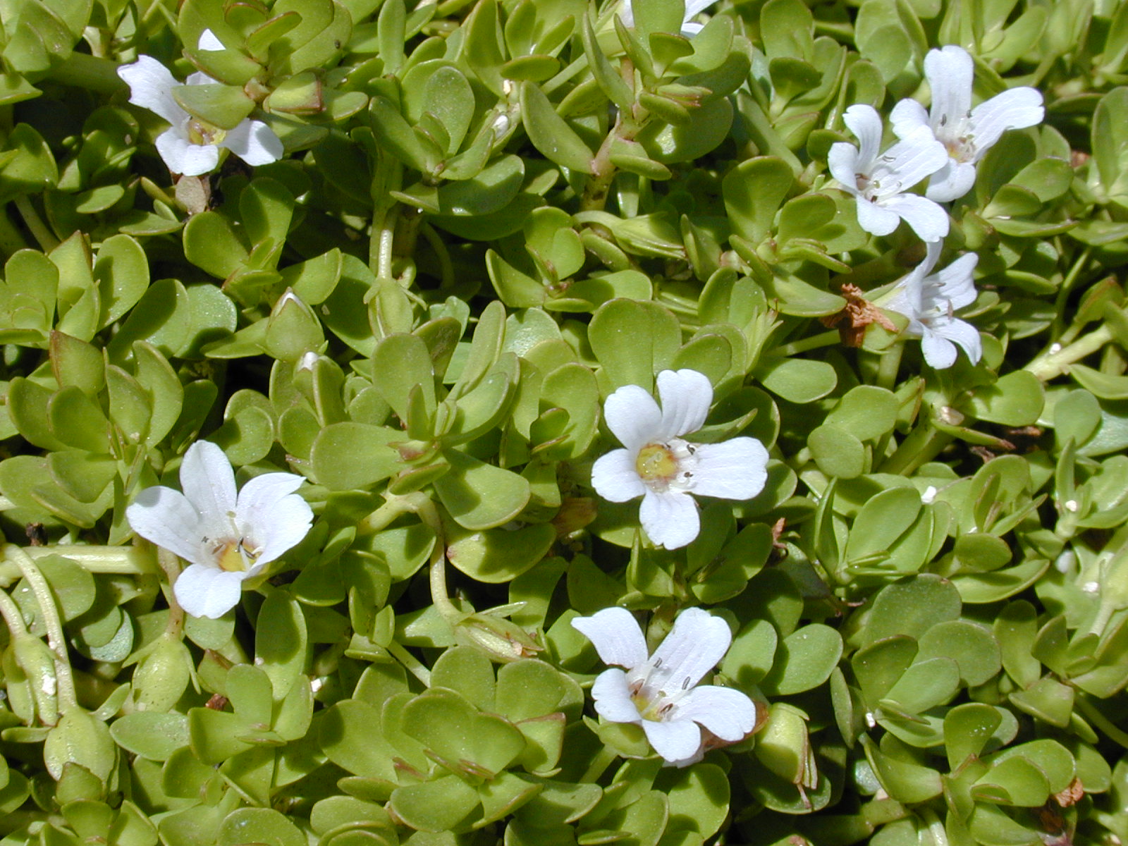 Bacopa - helps brain cells communicate together