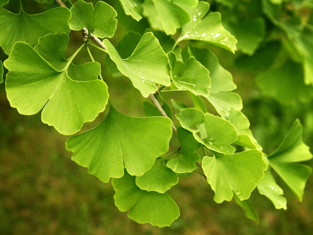 Gingko biloba extract supports mental clarity in perimenopause